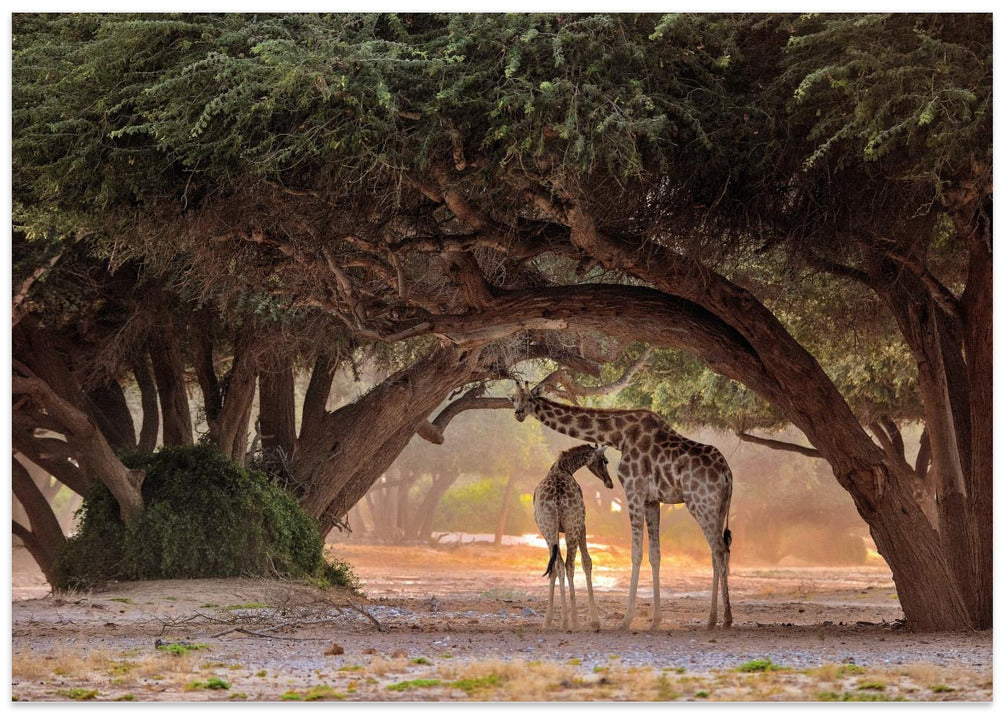 Giraffe - Namibia