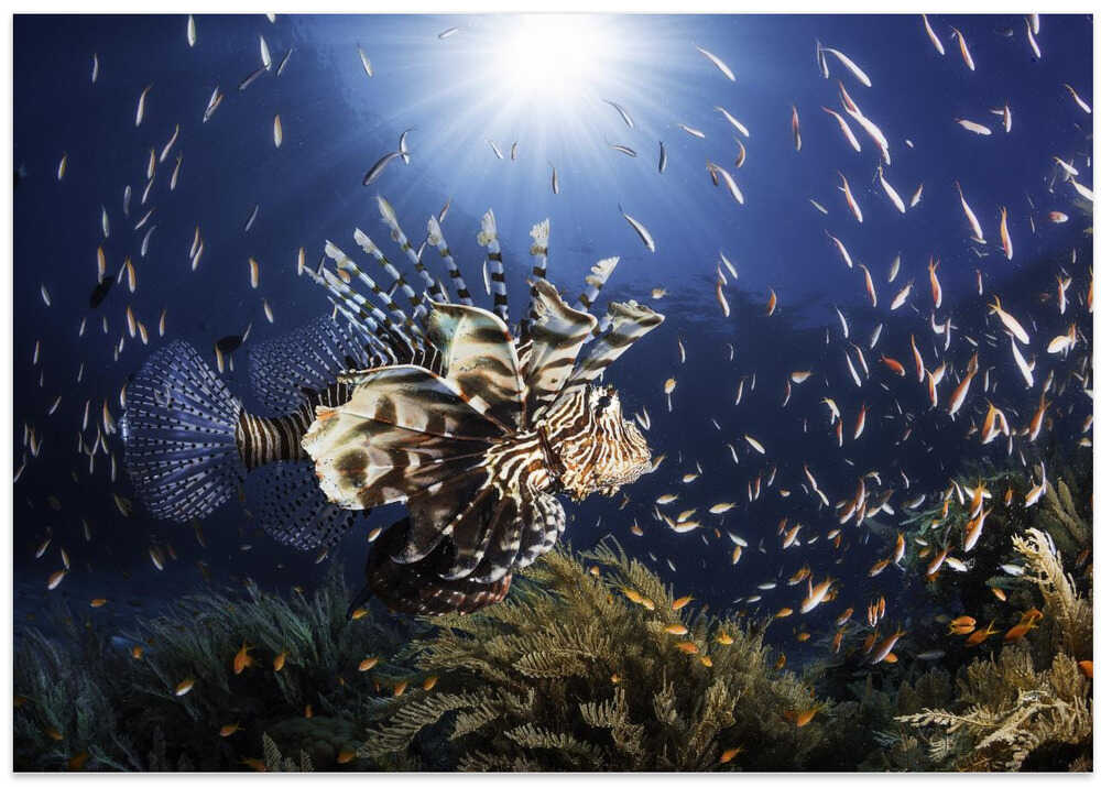Lionfish