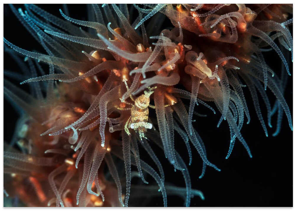 Zanzibar whip coral shrimp