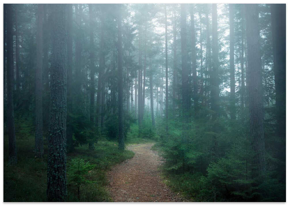 The forest of secrets