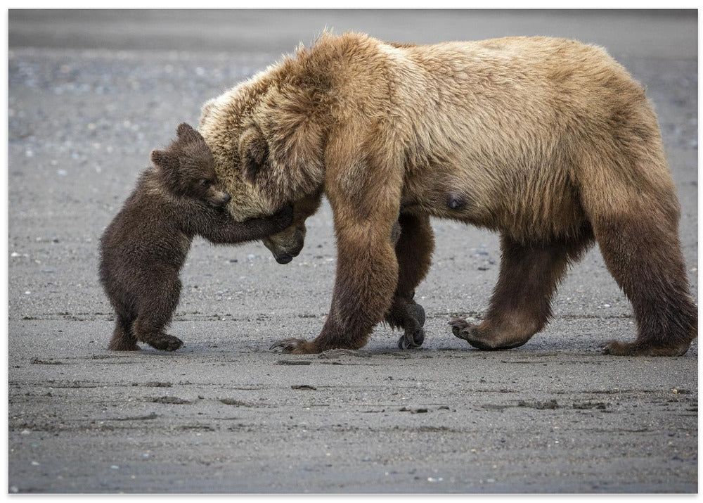 A Little Bear Hug