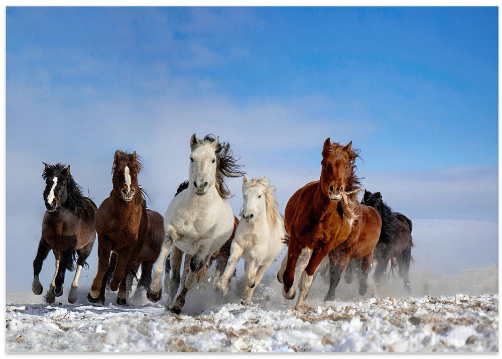 Mongolia Horses