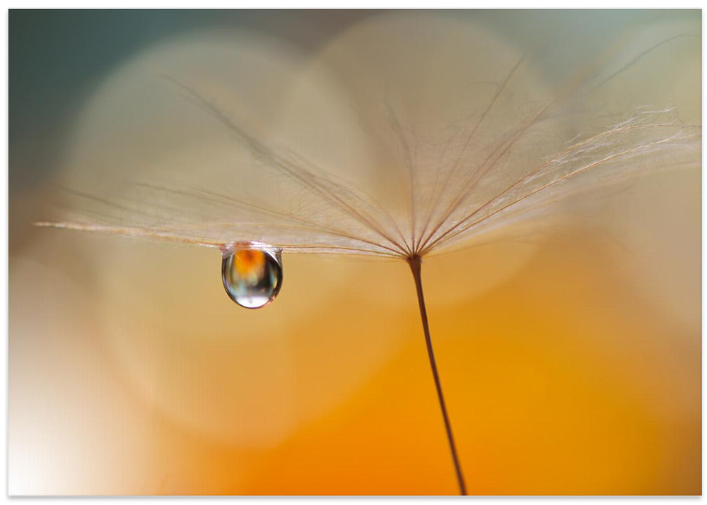 Little Night Music...