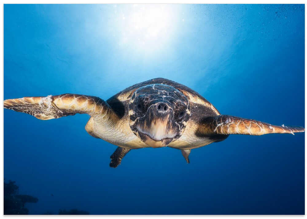 Face to Face with a Hawksbill sea turtle