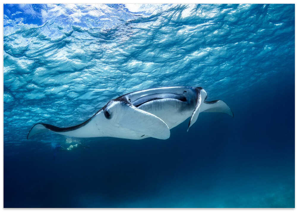 Manta ray