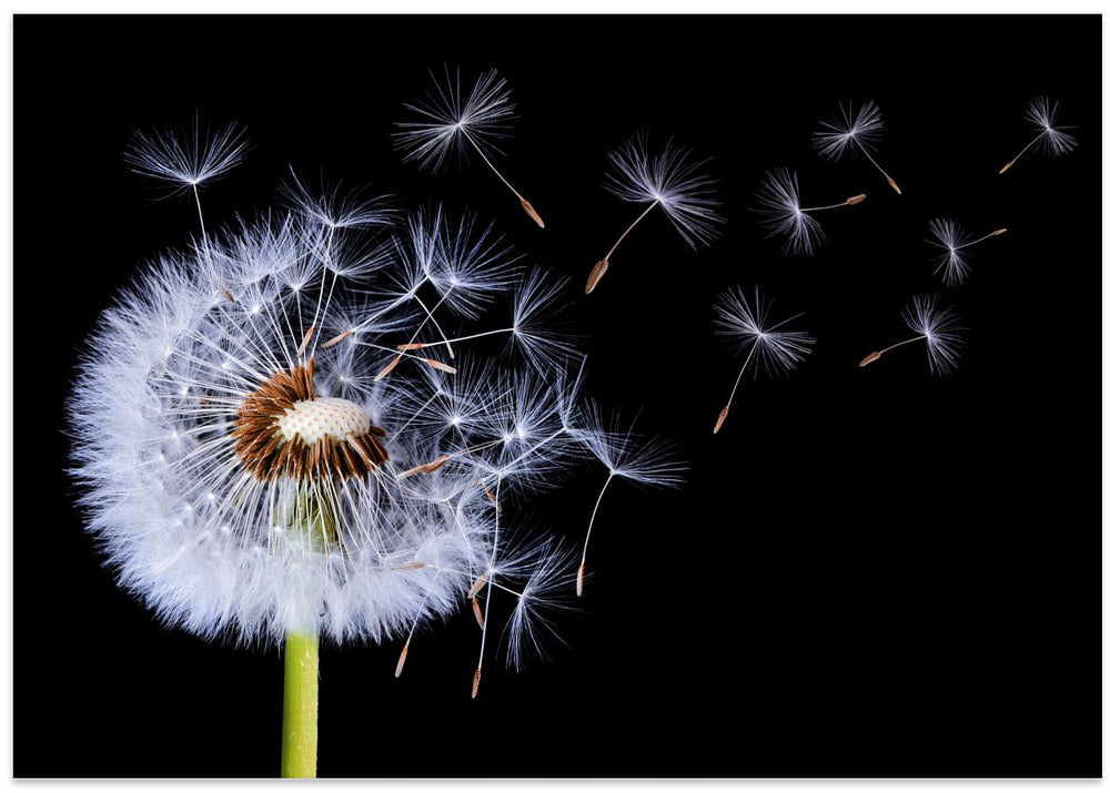Dandelion Blowing