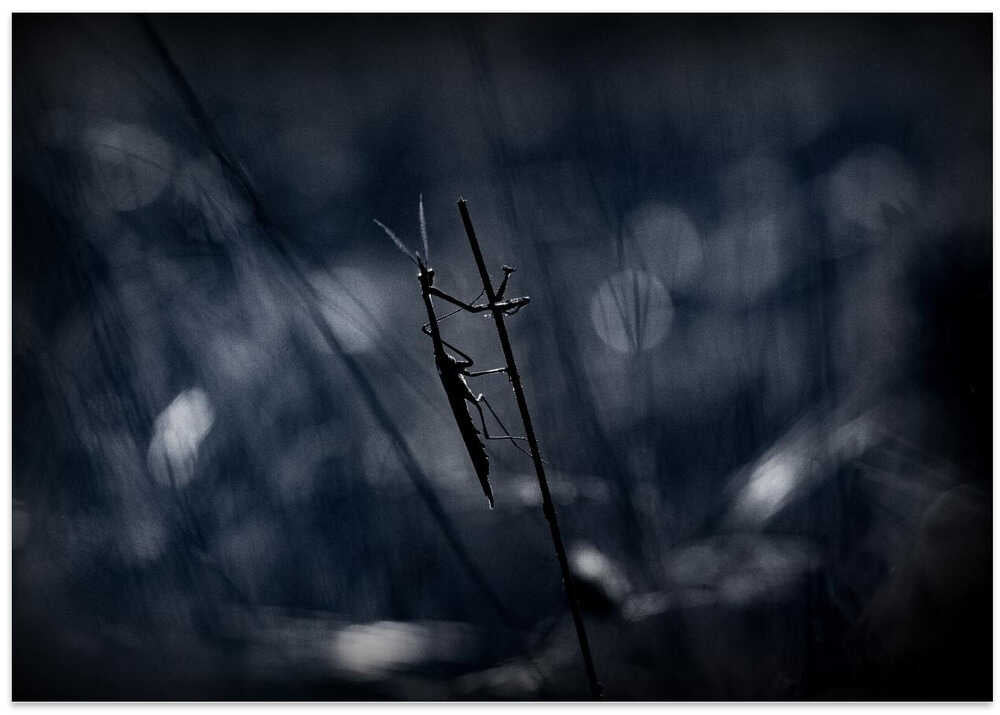 A darker shade of pole...