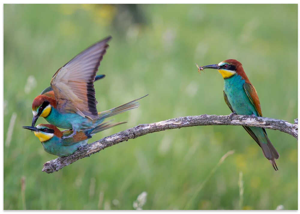 The disappointed lover