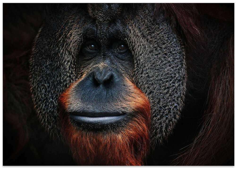 THE MAN OF THE FORREST