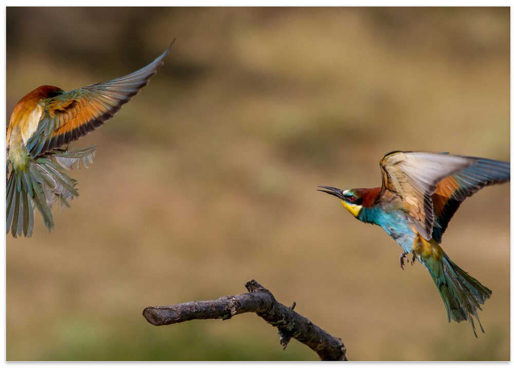 Du rififi chez les guêpiers