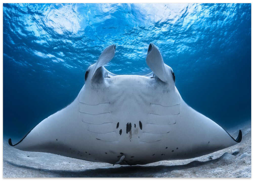 Take Off / Manta Airline