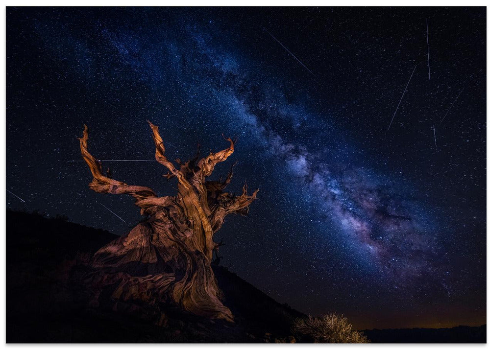 Shooting Stars Night