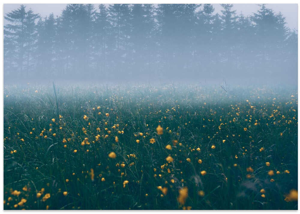 Those foggy mornings