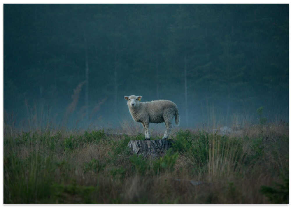 Moody sheep
