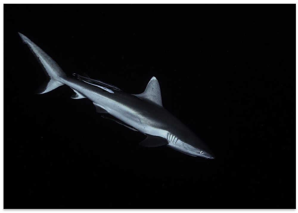 Gray reef shark