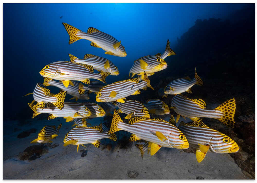 Underwater photography-Indian ocean sweetlips