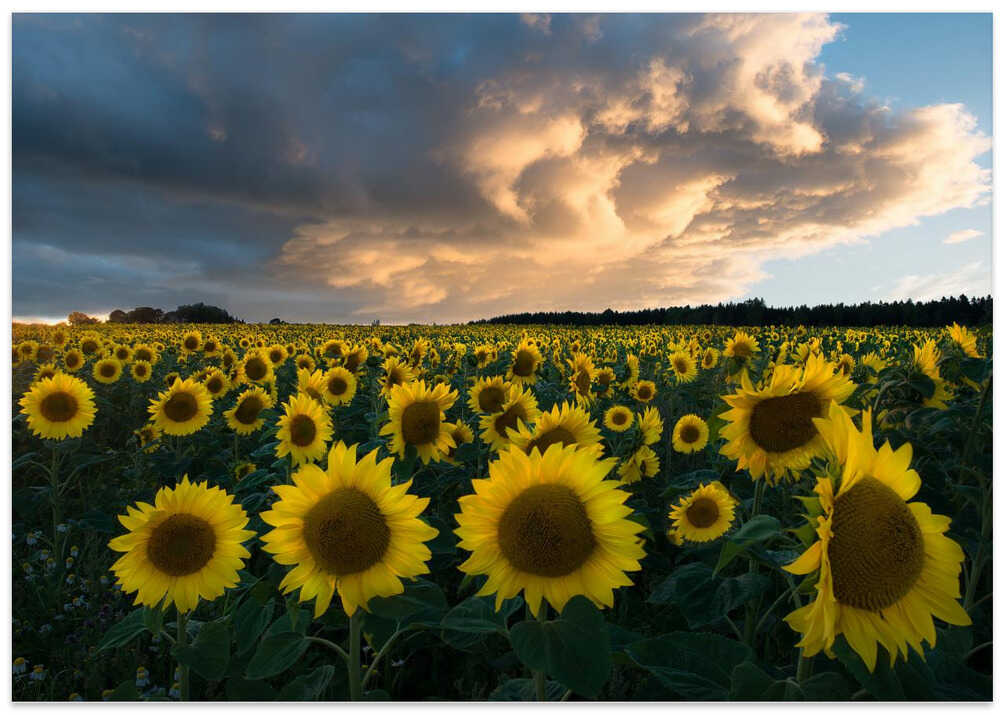 Sunflowers in Sweden.