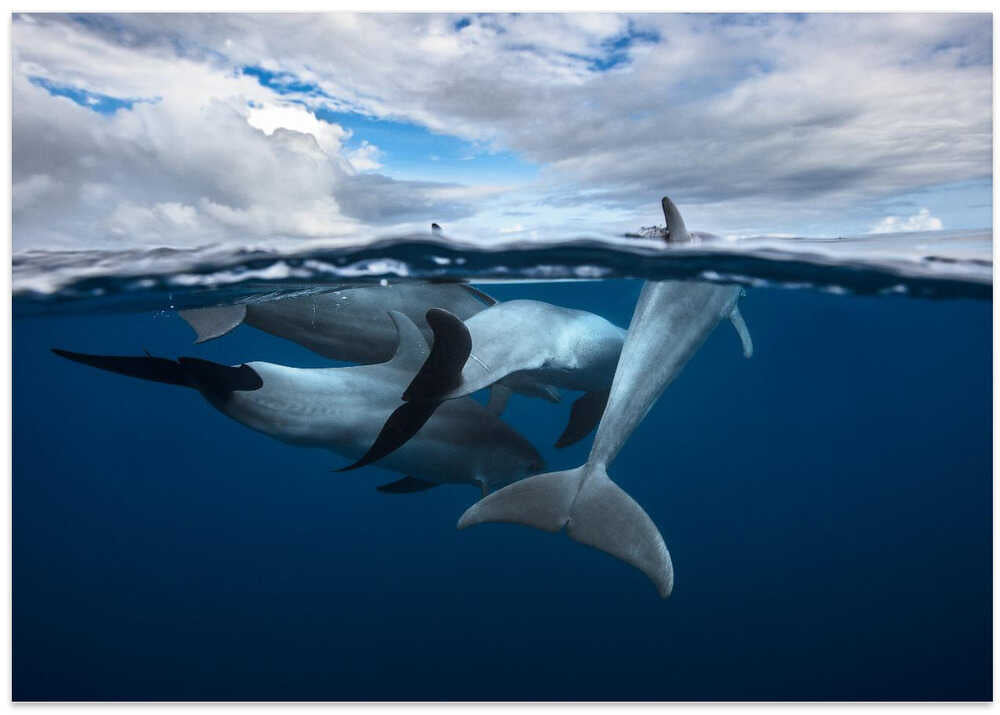 Pod of dolphin at the surface