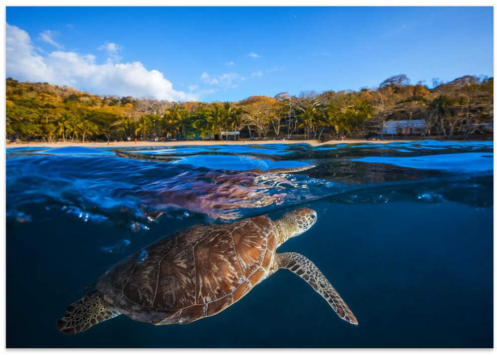 Green Turtle - Sea Turtle