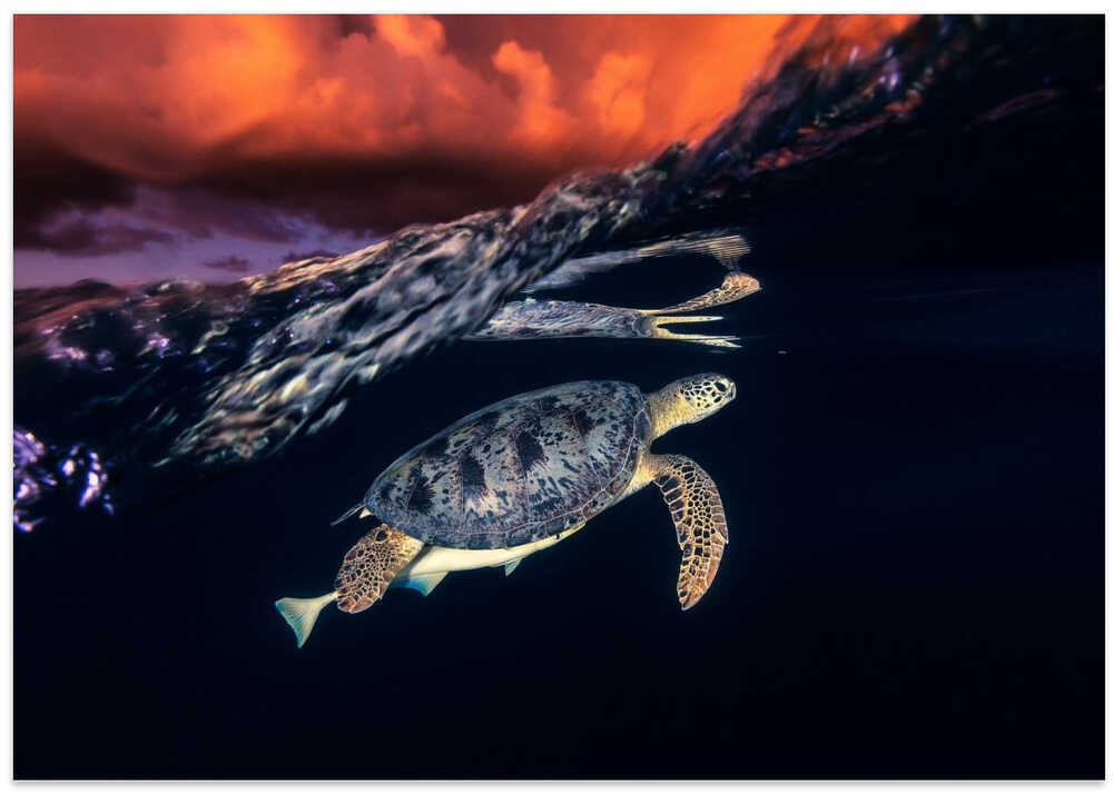 Green turtle and sunset - Sea Turtle