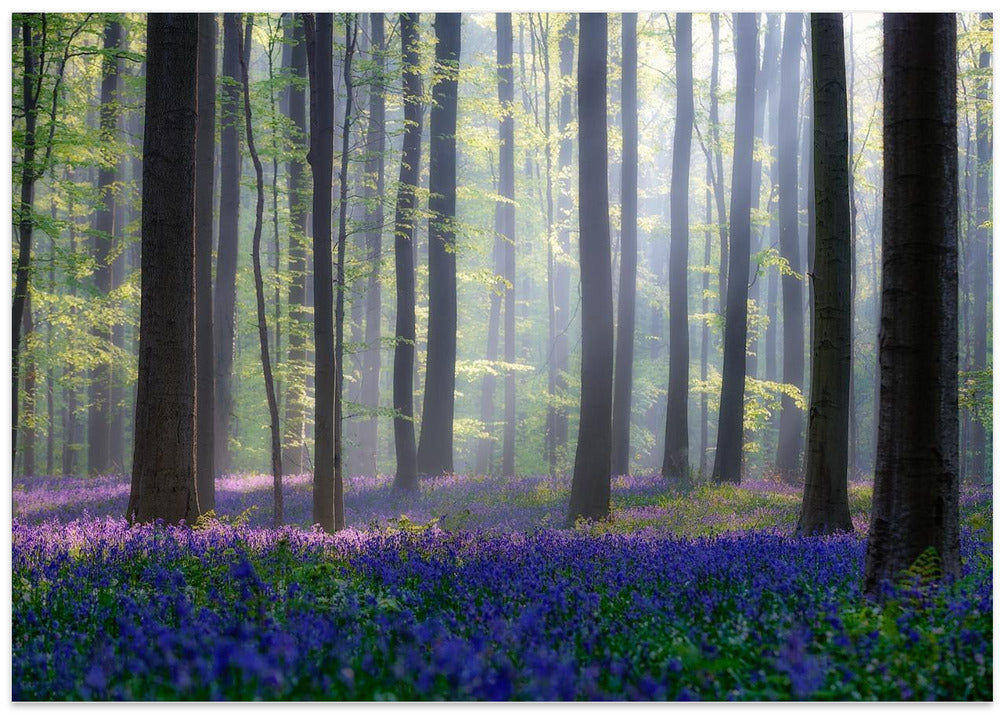 Bluebells