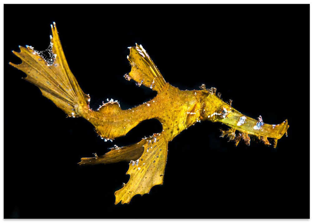 Delicate ghost pipefish