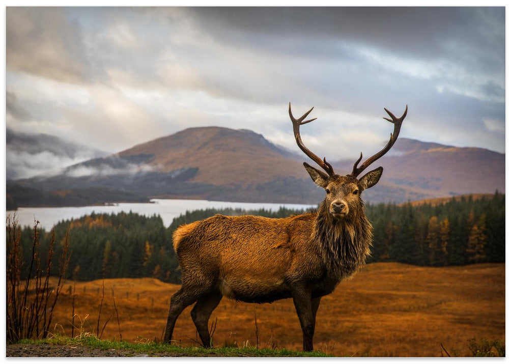 Scottish Stag