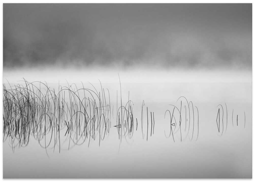 Reed in fog