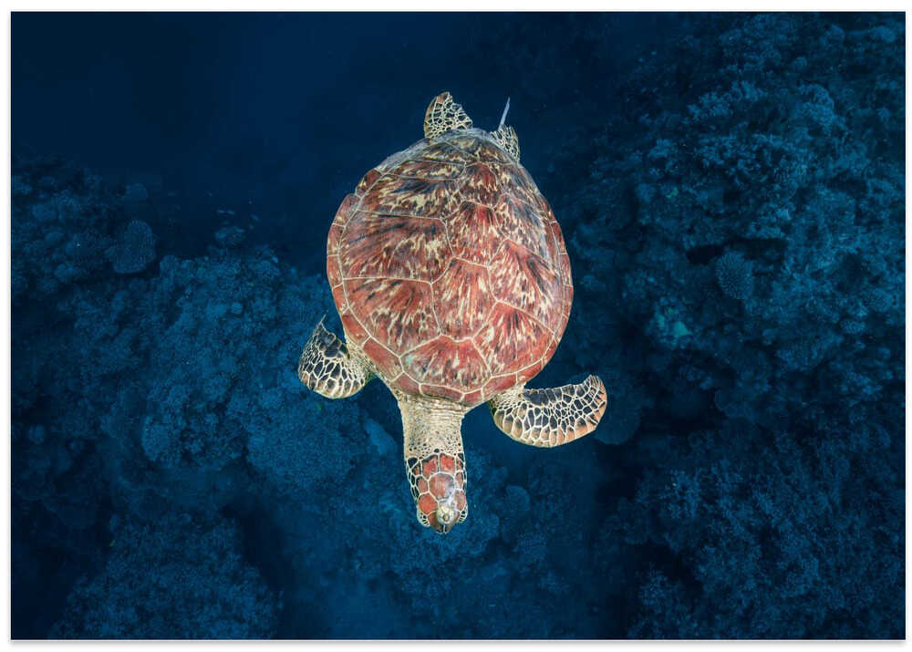 Green turtle on blue water
