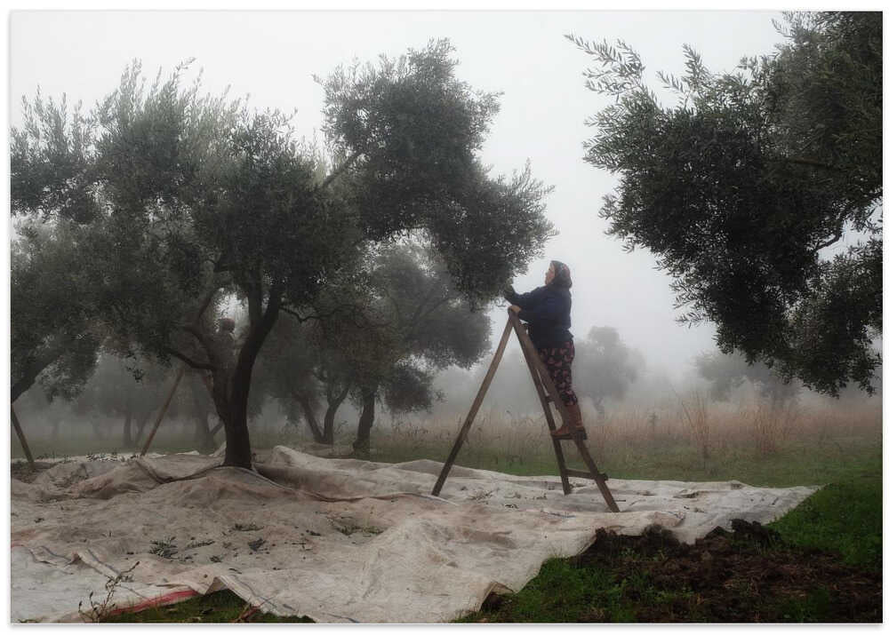 Olive Workers 4
