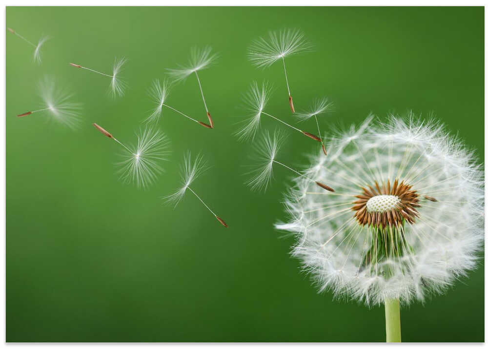 Dandelion Blowing