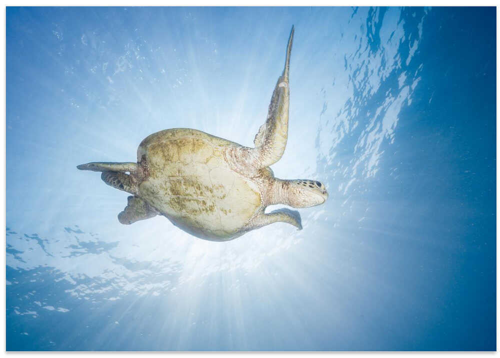 Sea Turtle - Green turtle