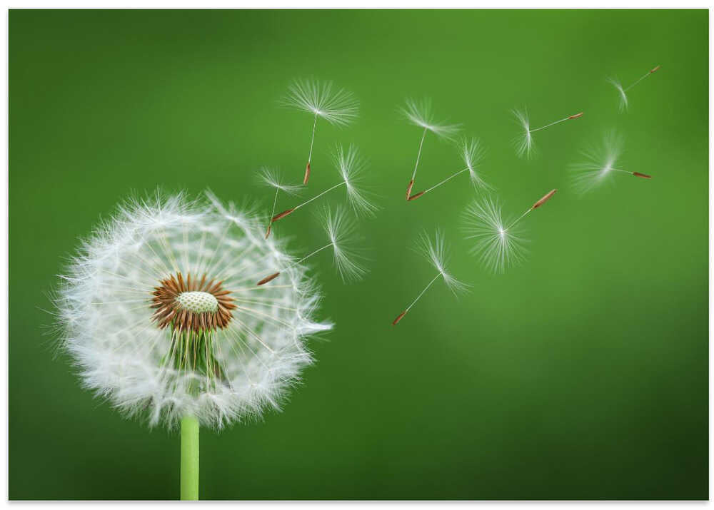 Dandelion Blowing