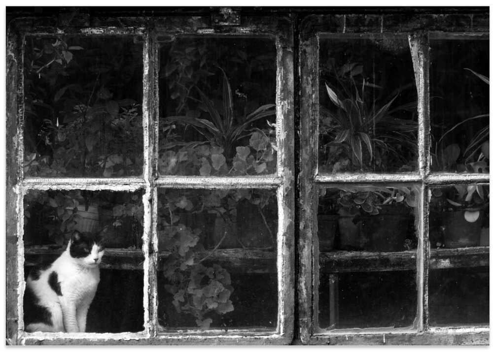 Black & White Cat at Botanical Garden