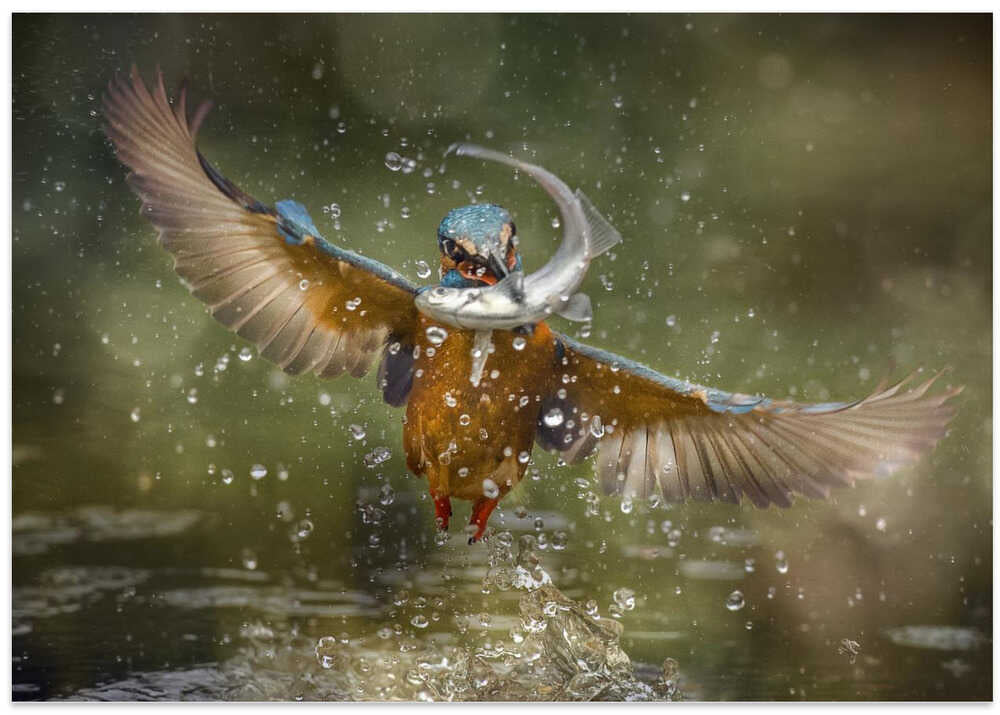 kingfisher