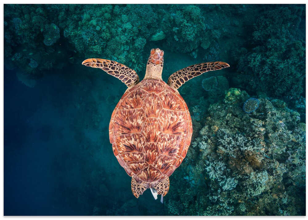 Flying over the reef