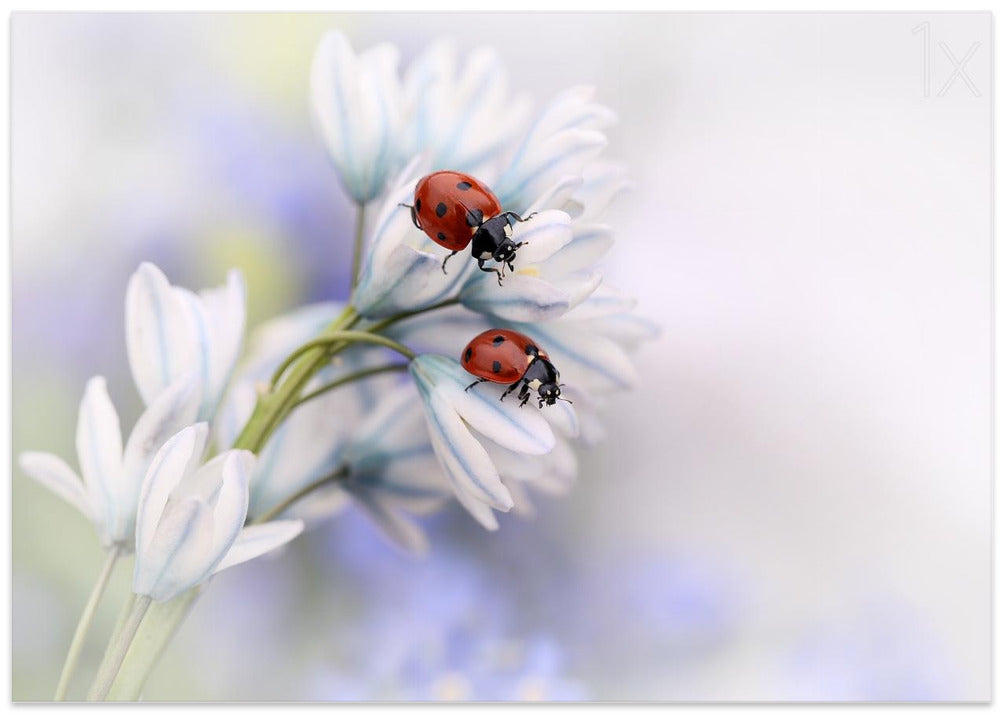 Ladybirds
