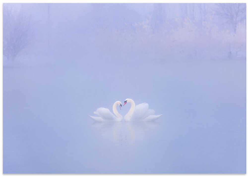 Falling in Love in the morning fog