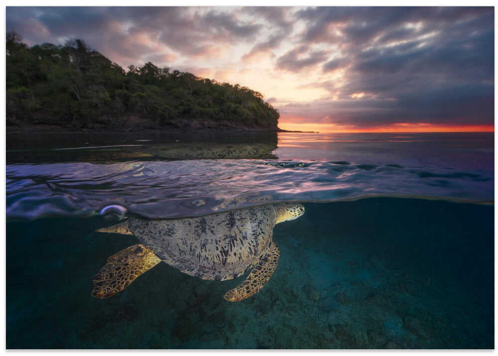 Over the surface - Sea Turtle