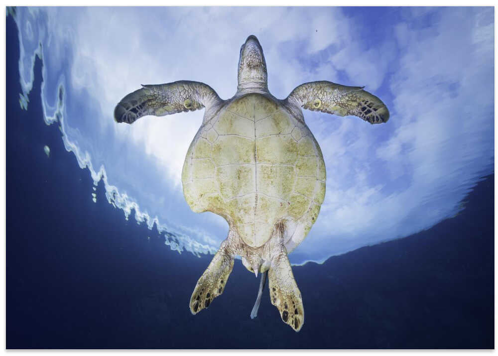 Shark attack survivor