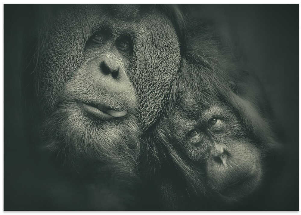 THE COUPLE NEXT DOOR