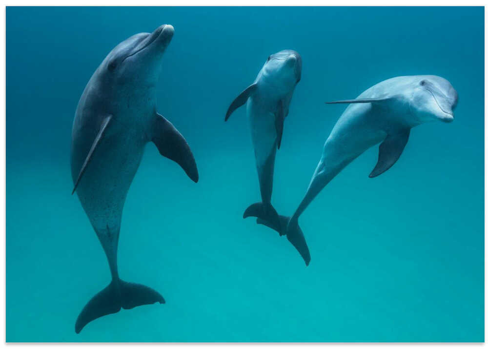 Bottlenose dolphins