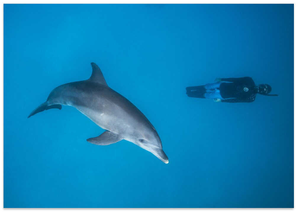 Dolphin and freediver