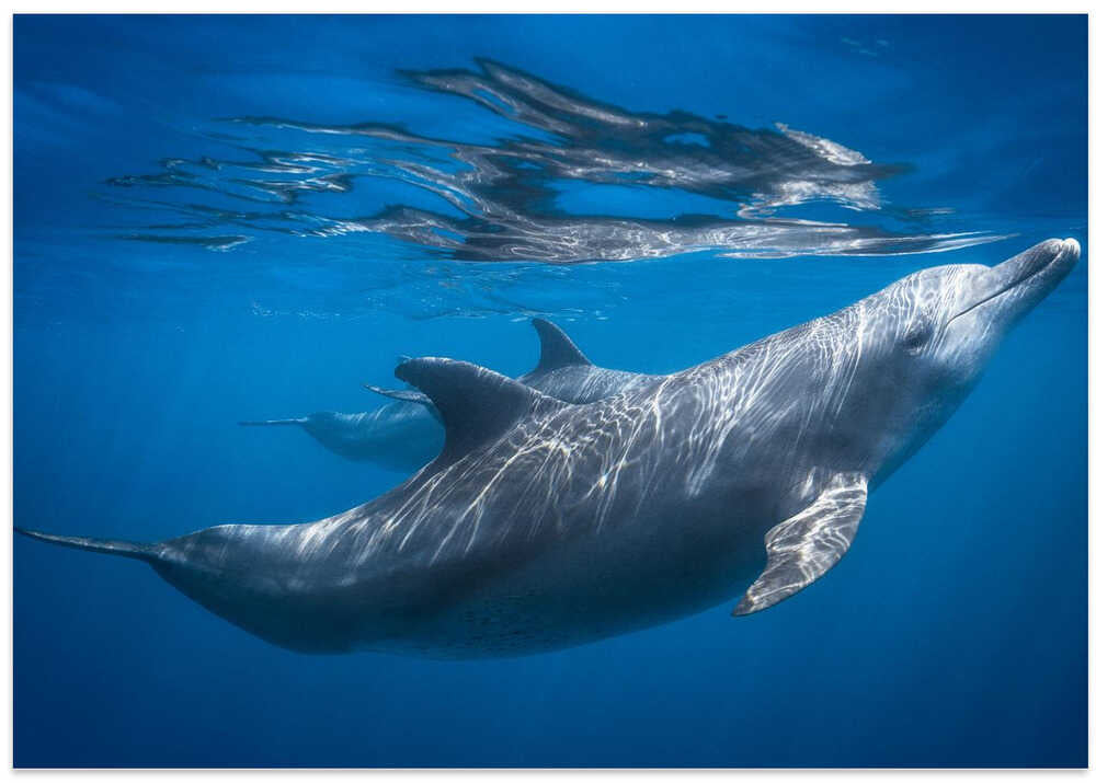 Dolphin at the surface