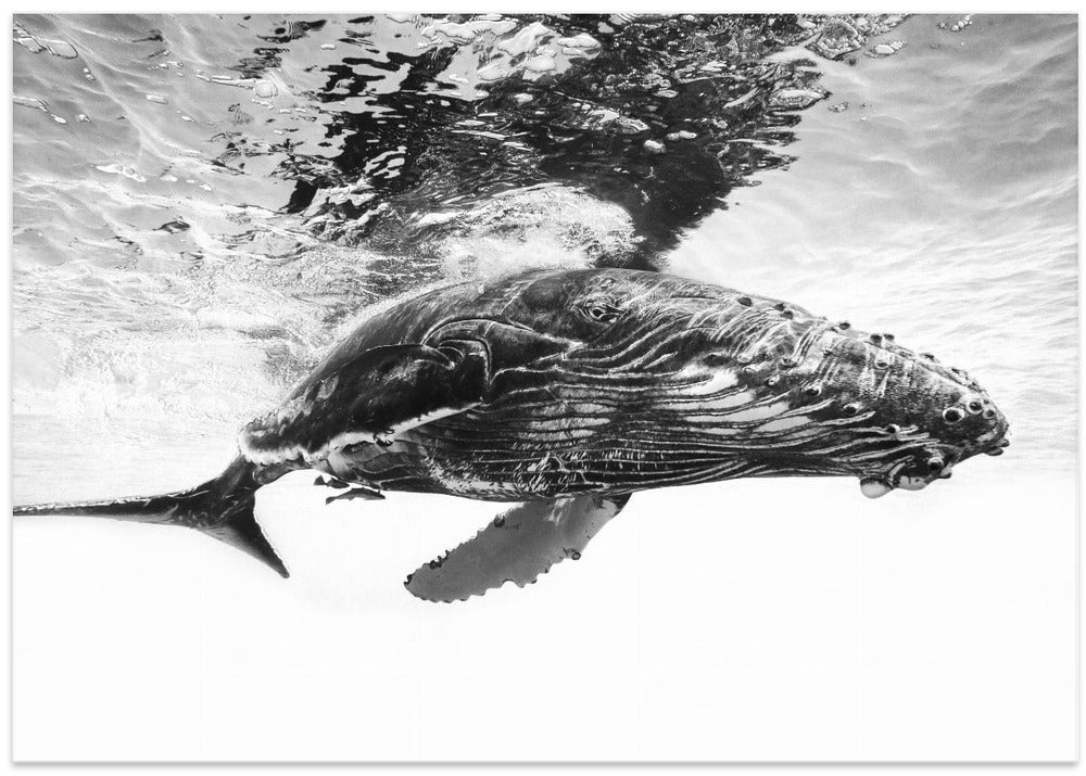 Humpback whale calf