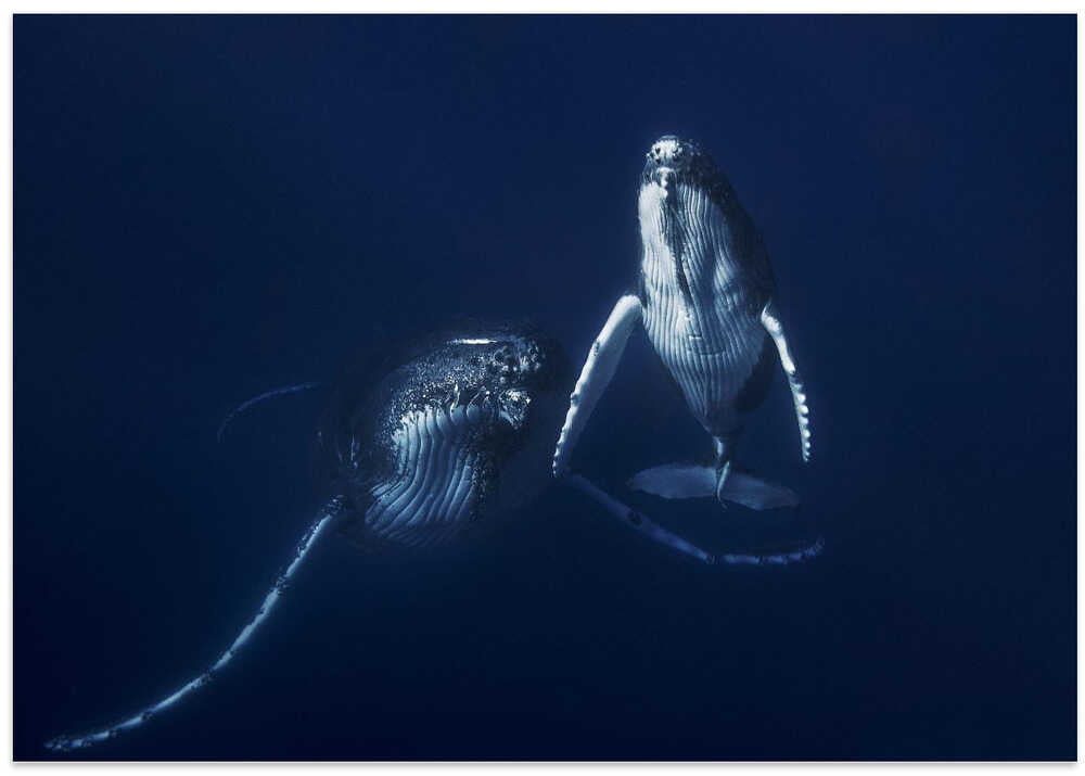 Humpback whale mother and calf