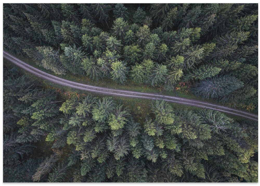 Small road through the forest