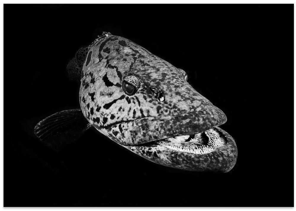 Potato grouper : Black & White