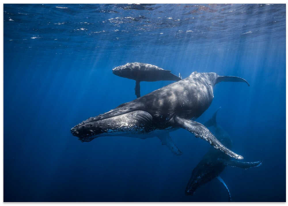 Humpback whale family