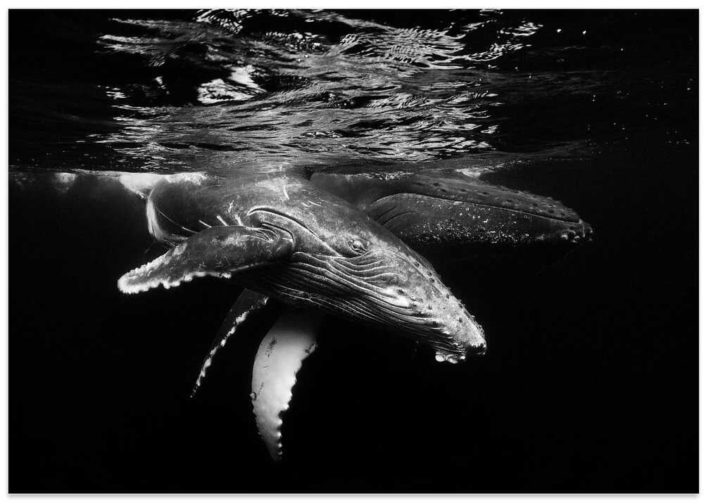 Black and whale family